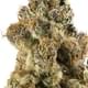 Gelato #45(Designers)