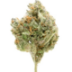 Flo (Sativa)