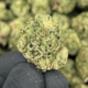 Cherry Cheesecake (Indica)