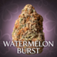 Watermelon Burst