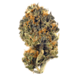 Critical Plus (Top Shelf)