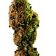Train Wreck - Sativa THC 24%