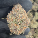Blue Cookies (Hybrid)