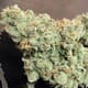 Jack Herer