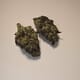 Alaskan Thunder Fuck (PREMIUM)