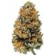 OAMA KUSH (EXOTIC)
