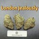 London Jealously---Exotics