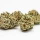 White Russian