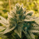 Chem Goji OG Small buds