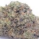APPLE GELATO (EXOTIC)