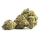 Paramedic (TOP SHELF)