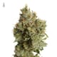 Lemon Haze - Sativa THC 23%