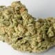 Grape Stomper Small buds