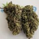 Grapefruit Krush - P