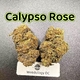 Calypso Rose
