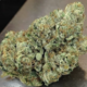 Purple Punch (Premium)