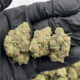 Apple Fritter (Hybrid)