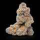 Lemon Haze