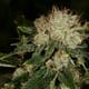 Bruce Banner