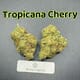 Tropicana Cherry---Exotics