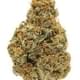 DEVEL FRUIT (PREMIUM)