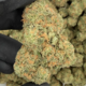 Blue Dream +A (Hybrid)