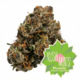 Kush Mints Piccolis