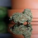 Durban Poison - Sativa THC 22%