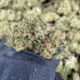 Wedding cake (Indica)