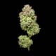 Tropical Gelato