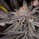 Grape Cola