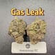 Gas Leak---Exotics