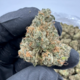 Bubba Kush +AAA (Indica)