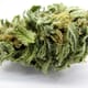 Blue Dream