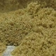 Kief