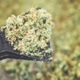 Concentrate Infused Shake Seeds – High THC Cannabis Seeds