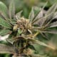 SinMint Cookies #10