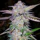 Ethos Cookies