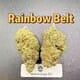Rainbow Belts---Top Shelf