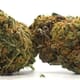 Granddaddy Purple (GDP) Indica | Top Shelf Flower