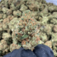 Jack herer +A (Sativa)