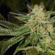 Headband
