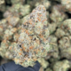 King Louie OG (Indica)