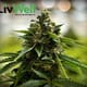 Lucabrasi X Sour Diesel #12