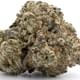 White Widow (exotic)