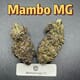 Mambo MG---Designer