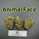 Animal Face---Top Shelf