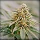 Chem Dawg #4 x Alien OG