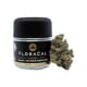 FloraCal - Biscotti x Sherb