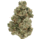 Ghost Train Haze (Sativa) by Green Man